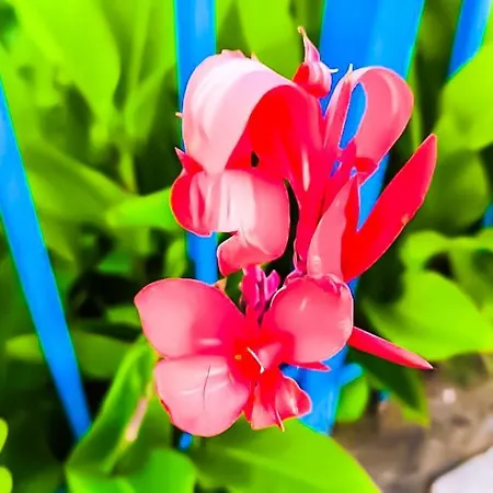 William's - Cute Apartment Sveti Vlas