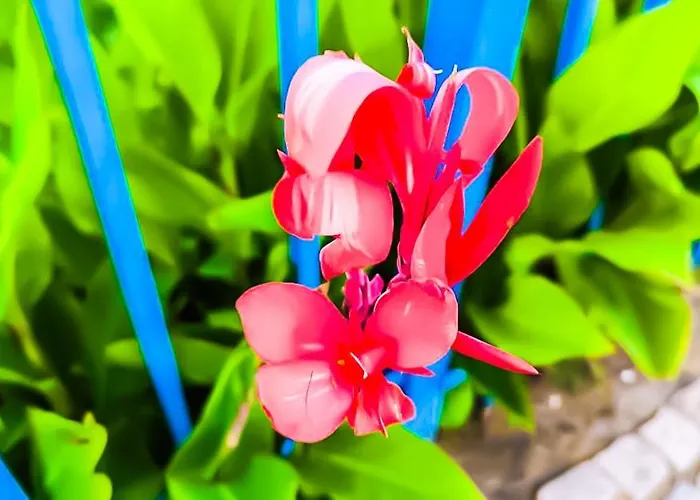 William's - Cute Lägenhet Sveti Vlas